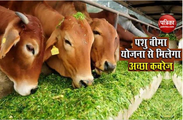 Now farmers will not suffer loss due to death of cattle, government will  give money in livestock insurance scheme - Business League