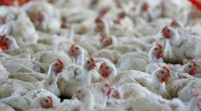 Is bird flu, eat egg-chicken or not? Misunderstanding will be cleared after reading this news