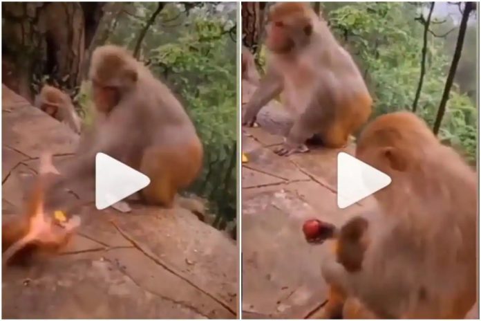 Bandar Ka Video: latest viral video! little monkey playing was pushed badly, what the mother sitting nearby did will make her emotional