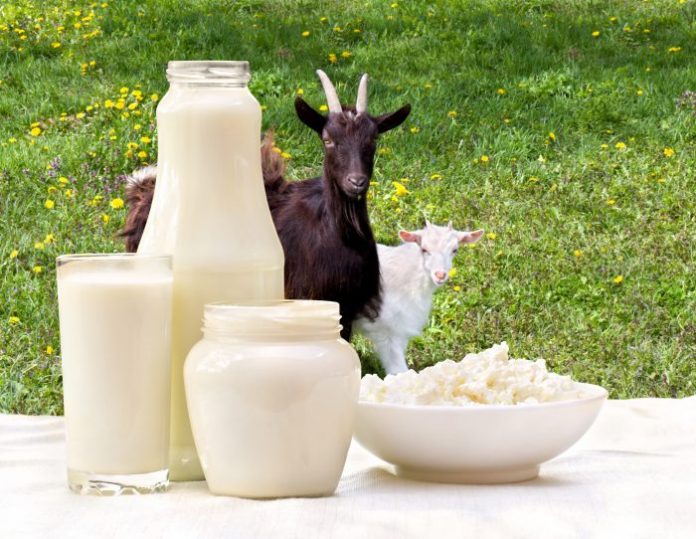 Gurugram News: Goat Milk Is Not Being Found Even For 1600 Rupees A Liter Cases Of Fever Increased In Gurgaon