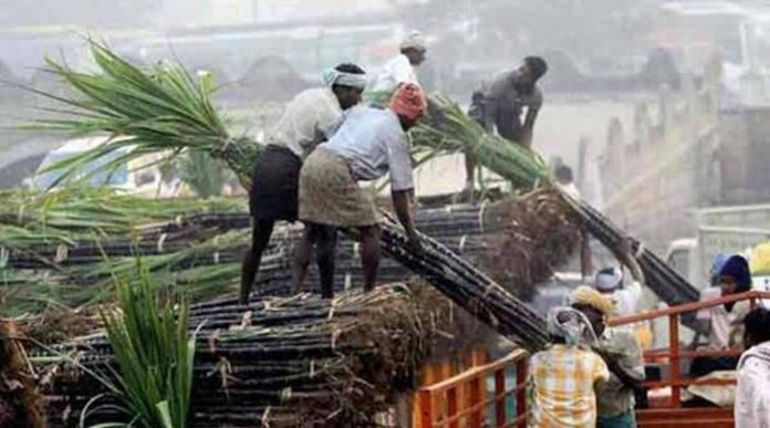 Big News! Sugarcane price increased by Rs 25 per quintal in Uttar Pradesh, price increased by Rs 350