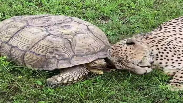 Viral Video: Cheetah Plays With Tortoise Rubbing Head In Its Shell, Internet Amazed