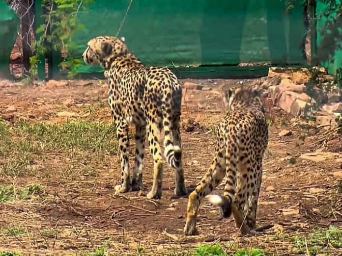 Competition To Name Cheetahs: PM Modi Announces Online Competition To Name India's Newly Introduced Cheetahs