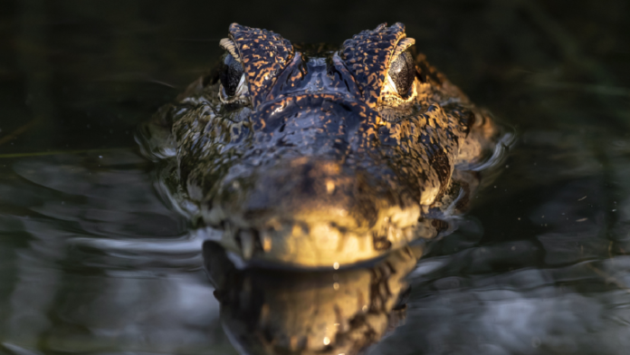 Viral Footage Of A Brazilian Beach ‘Invaded By Crocodiles’ Isn’t What It Seems To Be