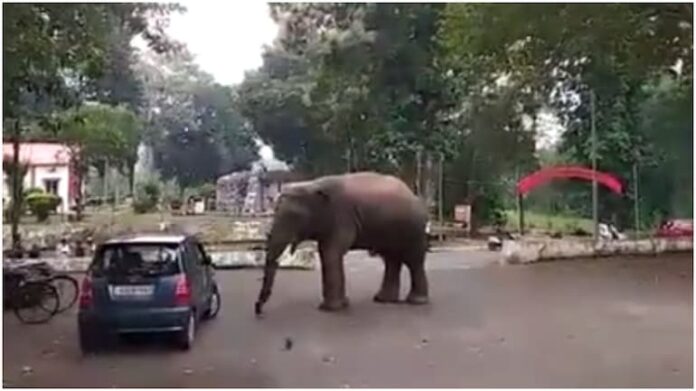 Elephant pushes car around like a toy in Guwahati. Video is viral