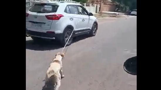 Dog Cruelty Video: Dog chained to car, dragged around city in Rajasthan; driver held