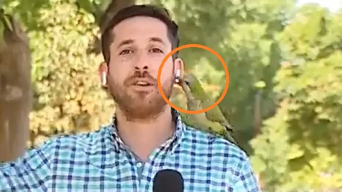 Viral Video: Parrot took off reporter's earphones during Live, funny video went viral