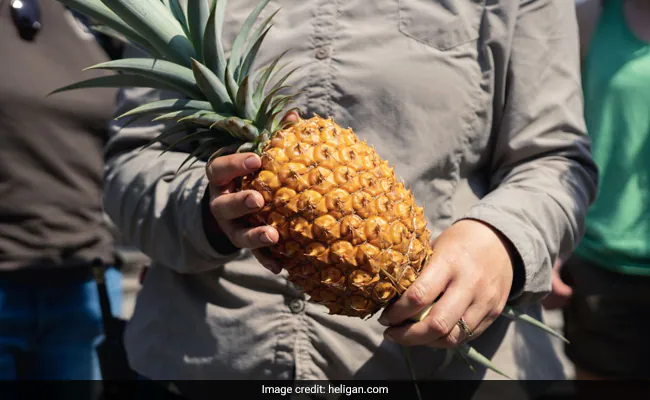 This is the world's most expensive pineapple, the price is 1 lakh rupees, know what is its specialty?