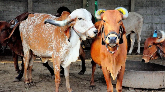 Empowering Cattle Rearers: Uttar Pradesh Government's Plan Offers 80 Thousand Rupees Assistance for Procuring Indigenous Cows