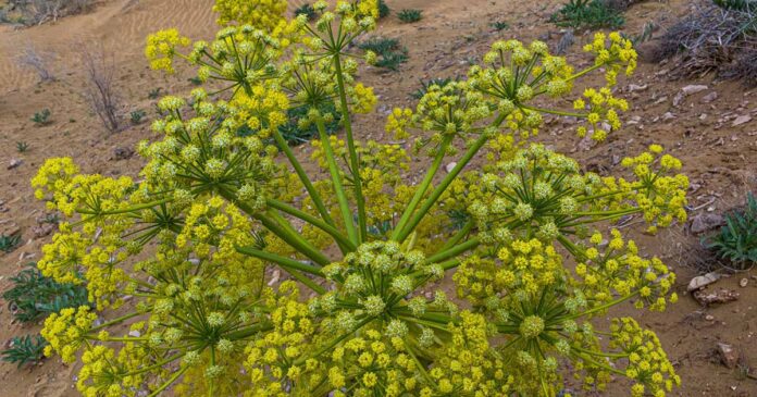 Business Idea: Start the business of Asafoetida farming, you will earn bumper income, know how to start it.