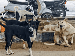 Supreme Court strict order: All stray dogs in Delhi-NCR will be caught and put in shelter homes, know details