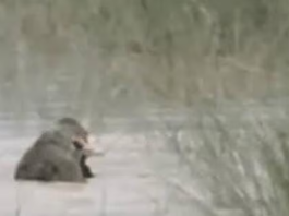 Tragic Wildlife Conflict: 12-Year-Old Boy Dragged Into Ghaghara River and Killed by Crocodile in Bahraich Bahraich crocodile attack Ghaghara Saryu river Sunil Singh Mahsi tehsil
