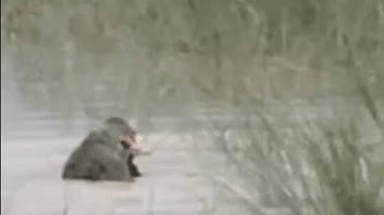 A-screen-grab-of-the-crocodile-attack-video-which-_1784291846538 Bahraich crocodile attack Ghaghara Saryu river Sunil Singh Mahsi tehsil